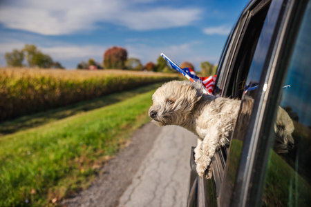 Small dog enjoying the breeze with head out of car window, driving through rural countryside on a sunny dayの写真素材