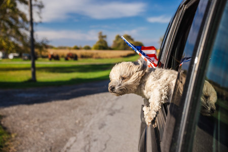 Small fluffy dog enjoying the ride with head out of car window, flag fluttering behind on a sunny day in a rural USA neighborhoodの写真素材