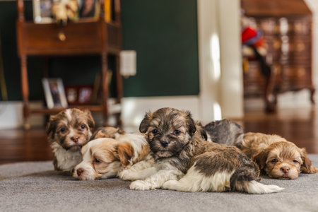 Group of small brown and white puppies resting together on a cozy indoor carpet in warm natural light.の写真素材