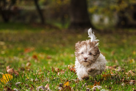 Cute Havanese puppy running on green grass with autumn leaves in a sunny parkの写真素材