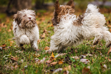 Two fluffy Havanese puppies playing together on grass with fallen autumn leaves in the parkの写真素材