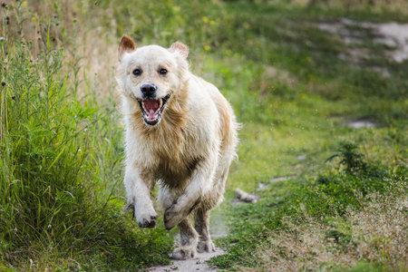 Golden Retriever dog running along narrow green path after swimming, wet fur and joyful expression outdoorsの写真素材