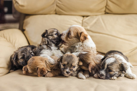 Six dog puppies cuddling and playing together on a beige leather sofa indoors, fluffy young pets resting in a warm and cozy home sceneの写真素材