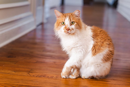 Ginger and white domestic cat sitting on wooden floor indoorsの写真素材