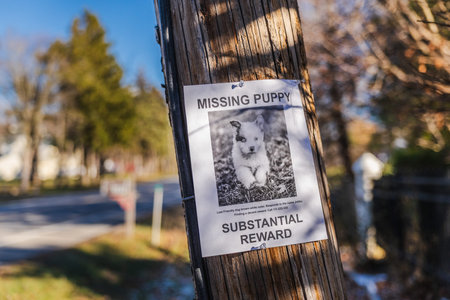 Missing puppy reward poster attached to wooden utility pole on suburban street in USA