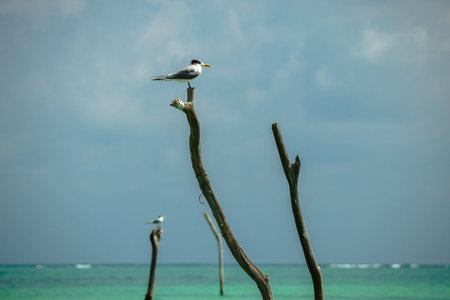 Great crested tern perched on wooden pole above turquoise sea on Koh Samui with tropical sky