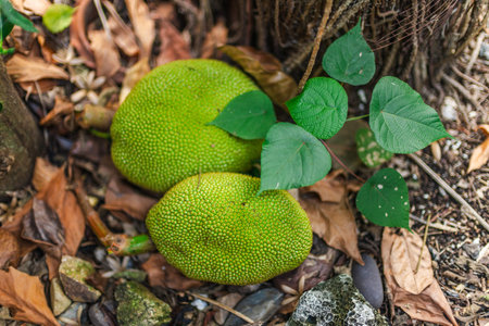Green jackfruit fruits lying on ground under tropical tree in natural environment