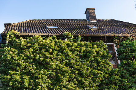 House roof and facade covered by dense green ivy plants in quiet residential area of small German...