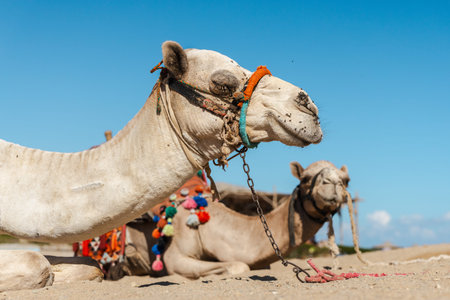 Close view of decorated camel resting on sand in Egyptian desert with second camel behind