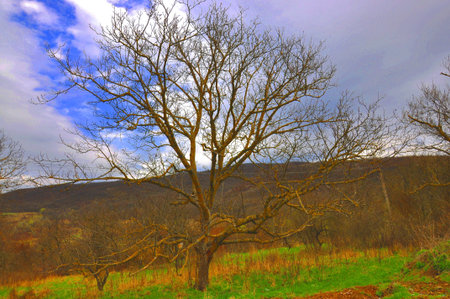 The cow grazes on a green meadow in the mountains 