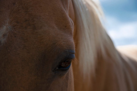 Horse, close portraitの写真素材