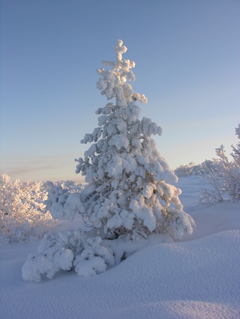 Pine covered by a snowの写真素材