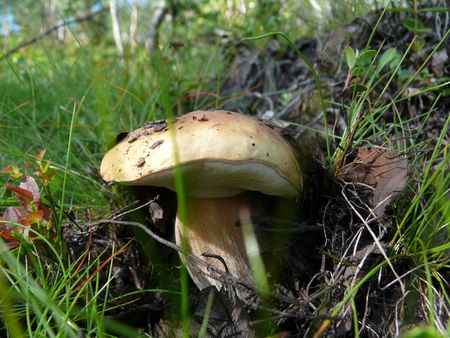 Birch mushroomの写真素材