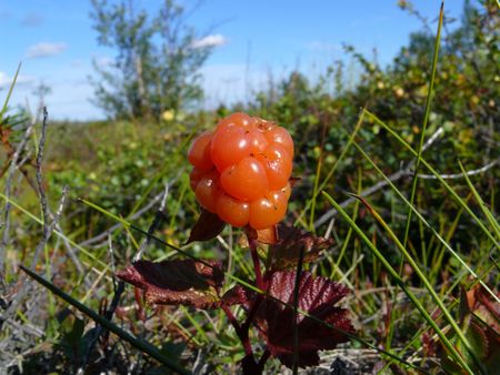 Cloudberriesの写真素材