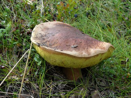 Boletus edulisの写真素材