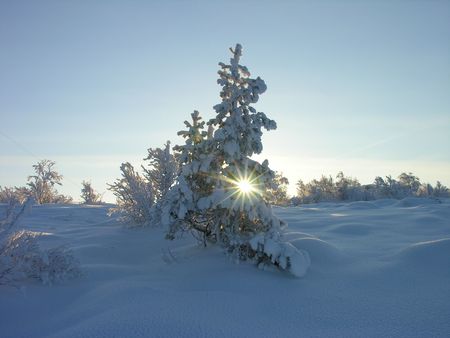 Beams of the Sun through branches of a pineの写真素材