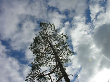 Pine on a background of the skyの写真素材