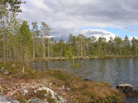 Pines on coast of lakeの写真素材