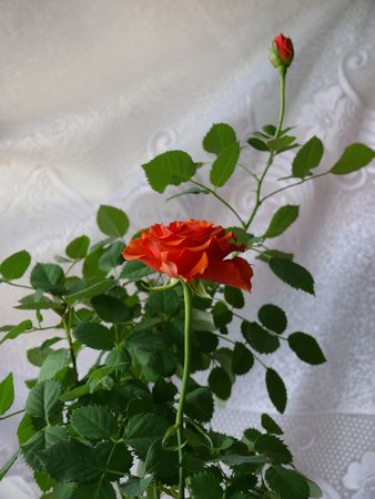 Roseの写真素材