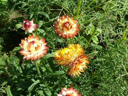 Flowersの写真素材