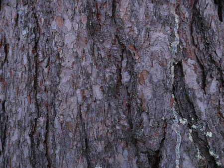 Bark of a pine
