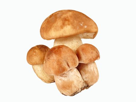 Leccinum scabrumの写真素材