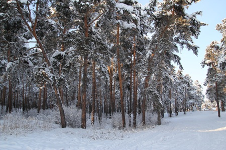 Pine woodの写真素材