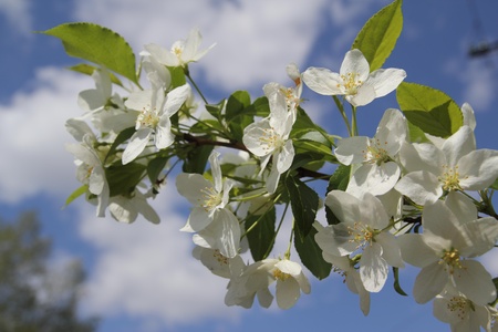 Blossoming apple-treeの写真素材