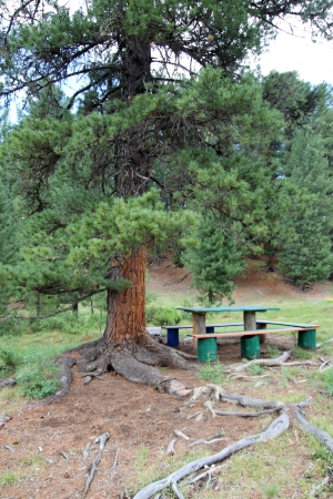 Little table with benches under a cedarの写真素材