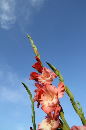 Gladiolus against the blue skyの写真素材