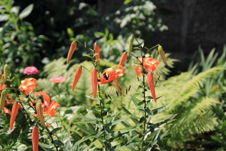 Lilium tigrinumの写真素材