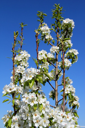 Blossoming pear against the blue skyの写真素材