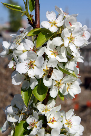 Bee on pear inflorescencesの写真素材