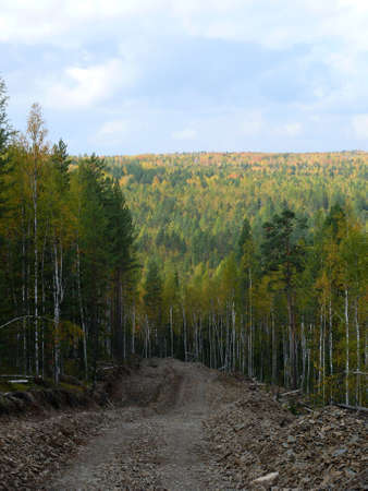 Road in the forestの写真素材