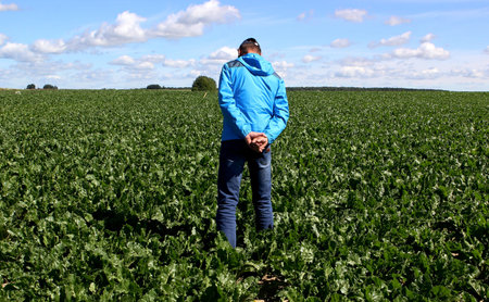 Growing sugar beets. An agronomist inspects sugar beets in the field.