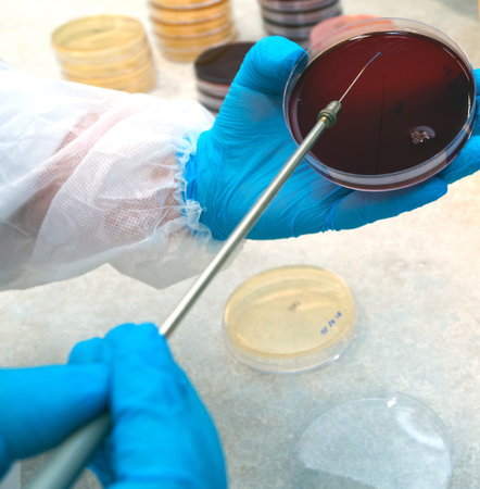 Hand holds a Petri dish with bacteria culture in the laboratory
