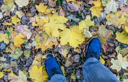 Autumnal colorful park covered with yellow and gold maple leaves in sunny weather.の写真素材