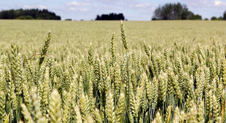 Wide frame isolated closeup of triticale, wheat and rye hybrid.の写真素材