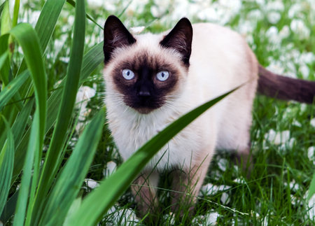 Beautiful brown siamese cat with blue-green eyesの写真素材