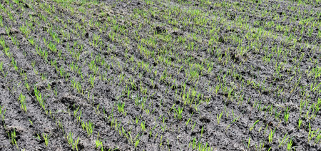 young winter barley in spring on a sunny field sprouted in rows, green stalks