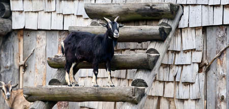 A black goat near a barn in a farm under the sunlight at daytimeの写真素材