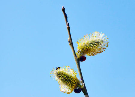 Goat willow, willow, blooms in spring on a clear day against the background of the sky.