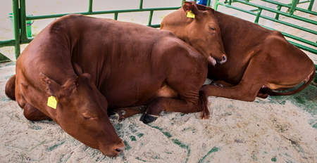 two red cows sleep in a stall. cows in the open air are resting on a summer day.の写真素材