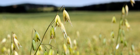 Oats young green macro. Plantation of oats in the field - crop agricultural industry.
