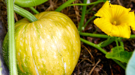 Big pumpkin growing on a pumpkin patchの写真素材