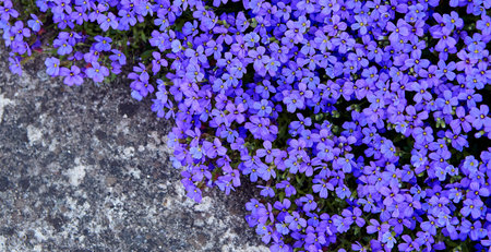 Creeping phlox grows on the sidewalks in summer.