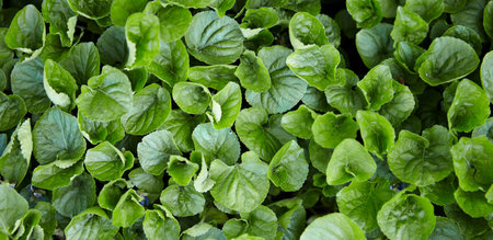 Dark green foliage of a healthy plant with serrated leaves glistening with raindrops.