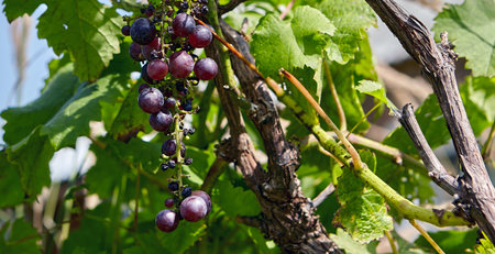 Fresh bunch of grapes on a branch.
