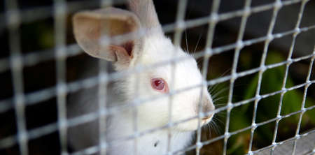 Rabbit in a cage on a farm.の写真素材