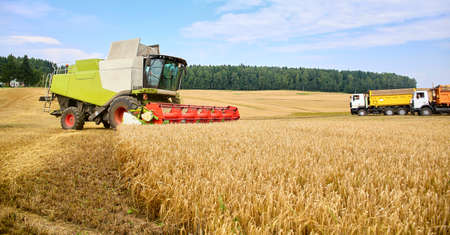 Combine to the mowing removes wheat on the field. Harvester removes the ripened wheat crop on the fieldの写真素材